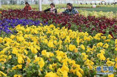 甘肃临夏:科技园区引领 促进农业产业升级-中青在线